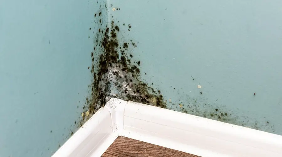 mold in the home lg