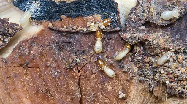 damp wood termites lg 1