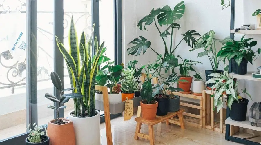 indoor plants lg 1