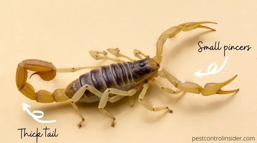 scorpion poisonous lg 1