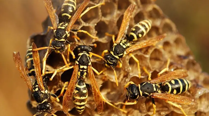 multiple wasps lg 1