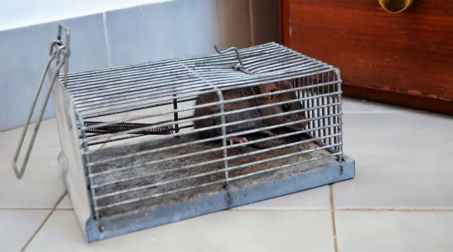 rat trap lg 1