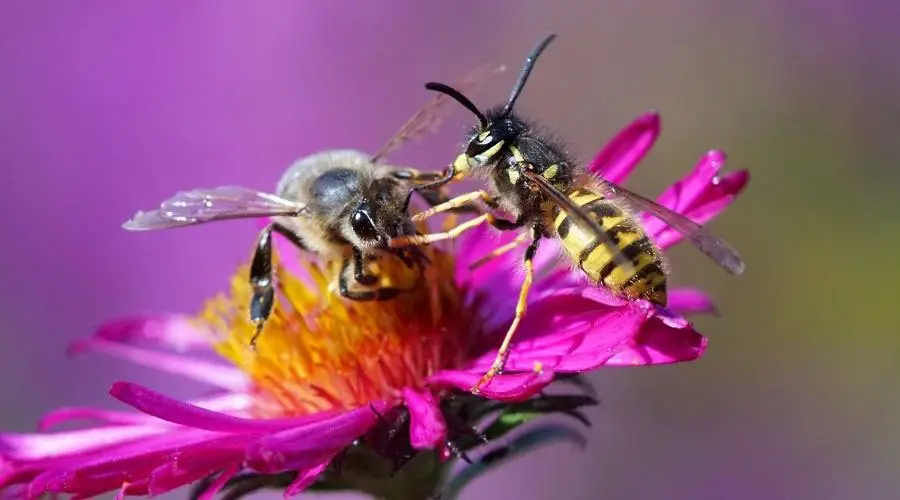 wasp bee lg 1