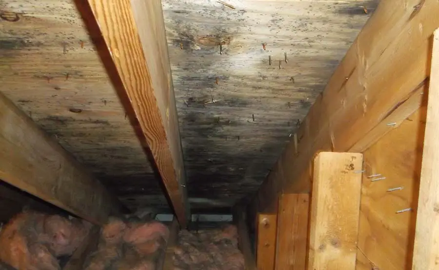 mold in crawl space lg
