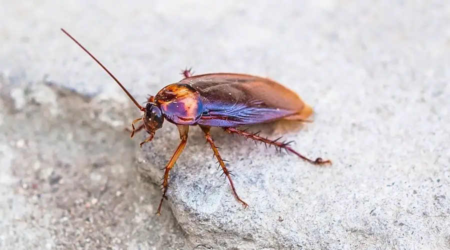 cockroach lg