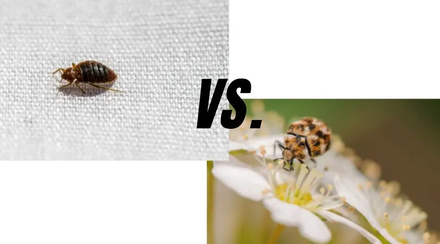 bed bug vs carpet beetle lg