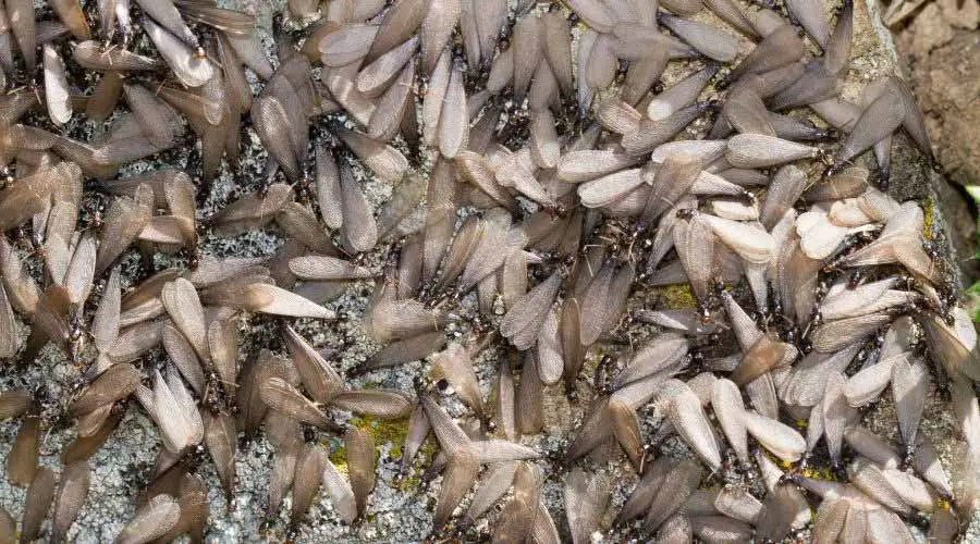 swarming termites lg
