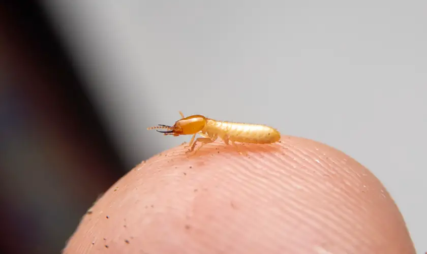 termite bite2