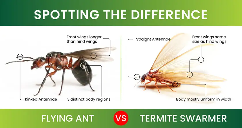 flying ant vs flying termite