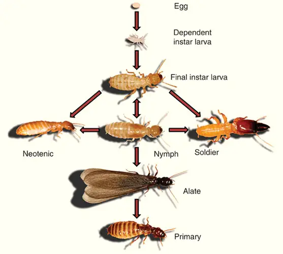 termite identification chart