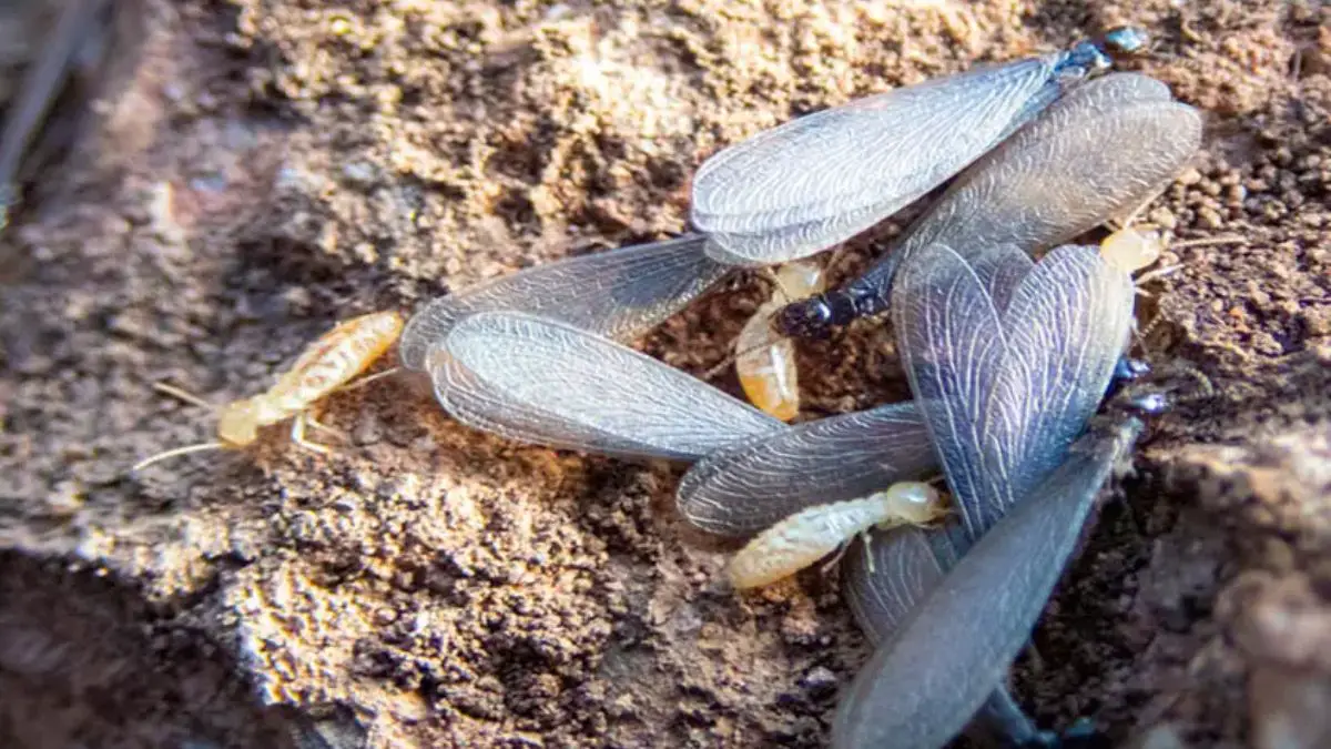 What Flying Termites Look Like (Explained)