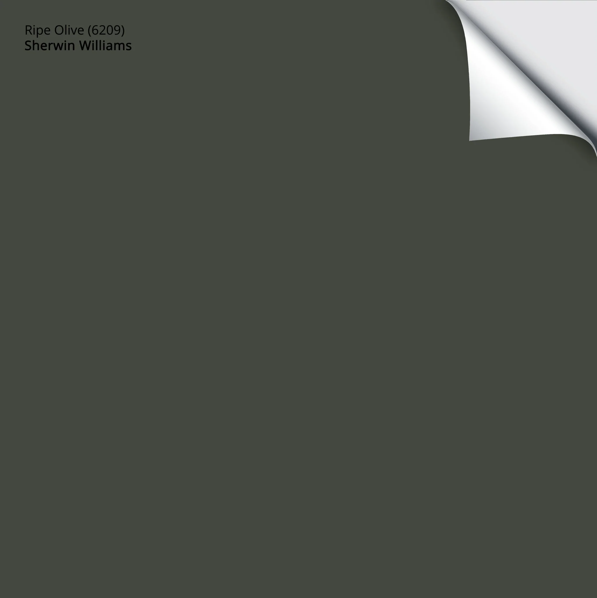 Ripe Olive (6209) | Sherwin-Williams | Samplize Peel and Stick Paint Sample