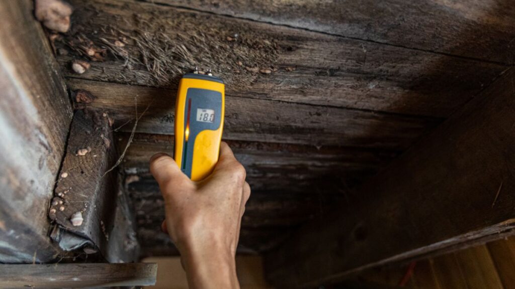 mold inspection - check moisture in wood