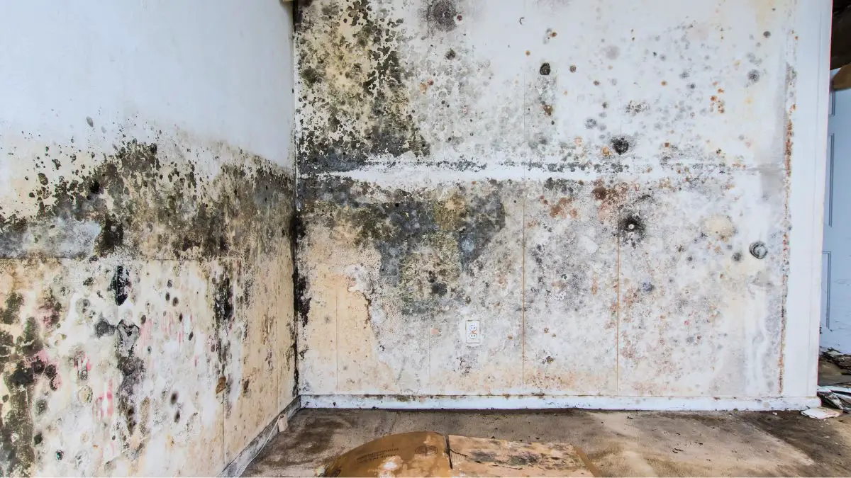 signs of water damage in walls