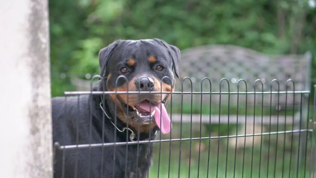 dog proof fencing