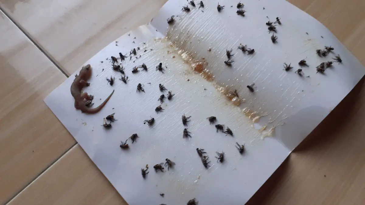 glue traps for bed bugs