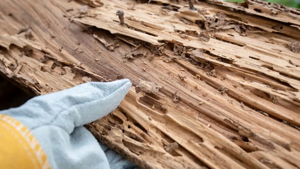 How to tell old termite damage from new - holding a termite damaged wood