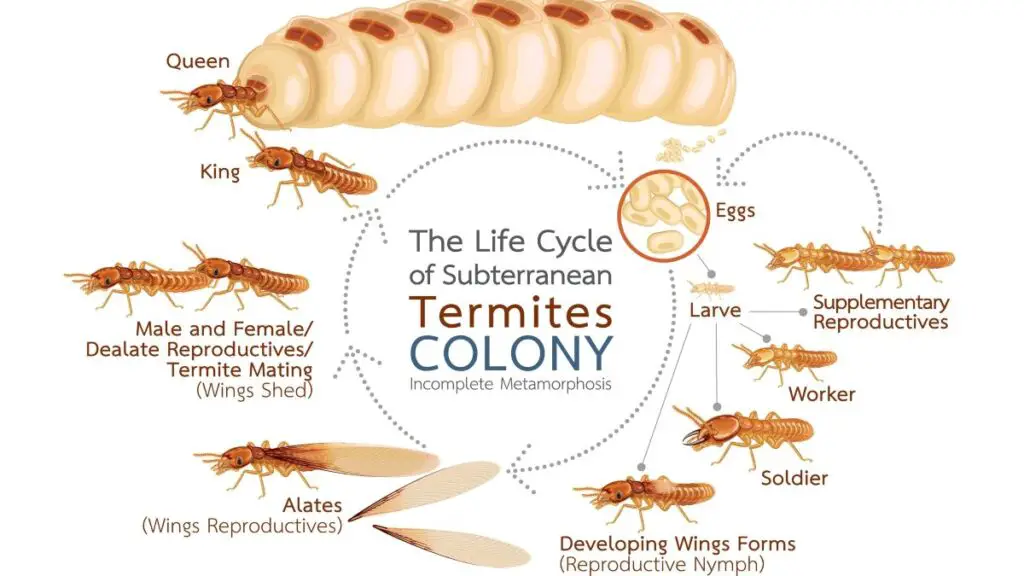 detailed infographic of the life cycle of subterranean termites