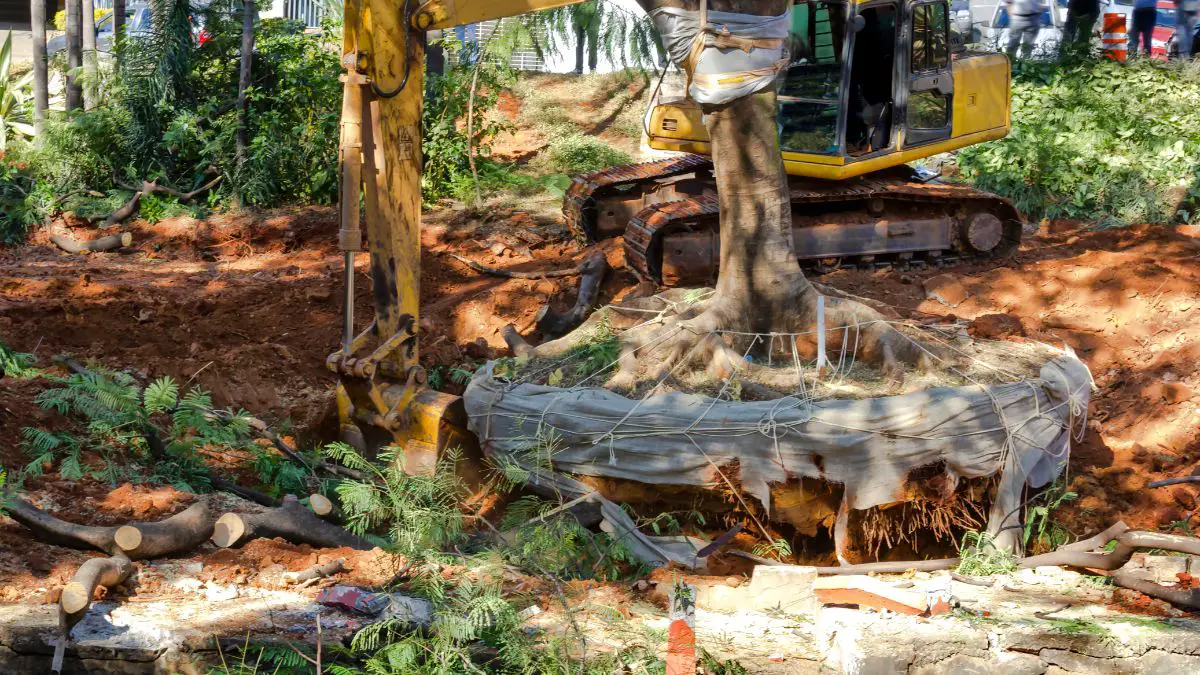 tree being removed from ground using backhoe