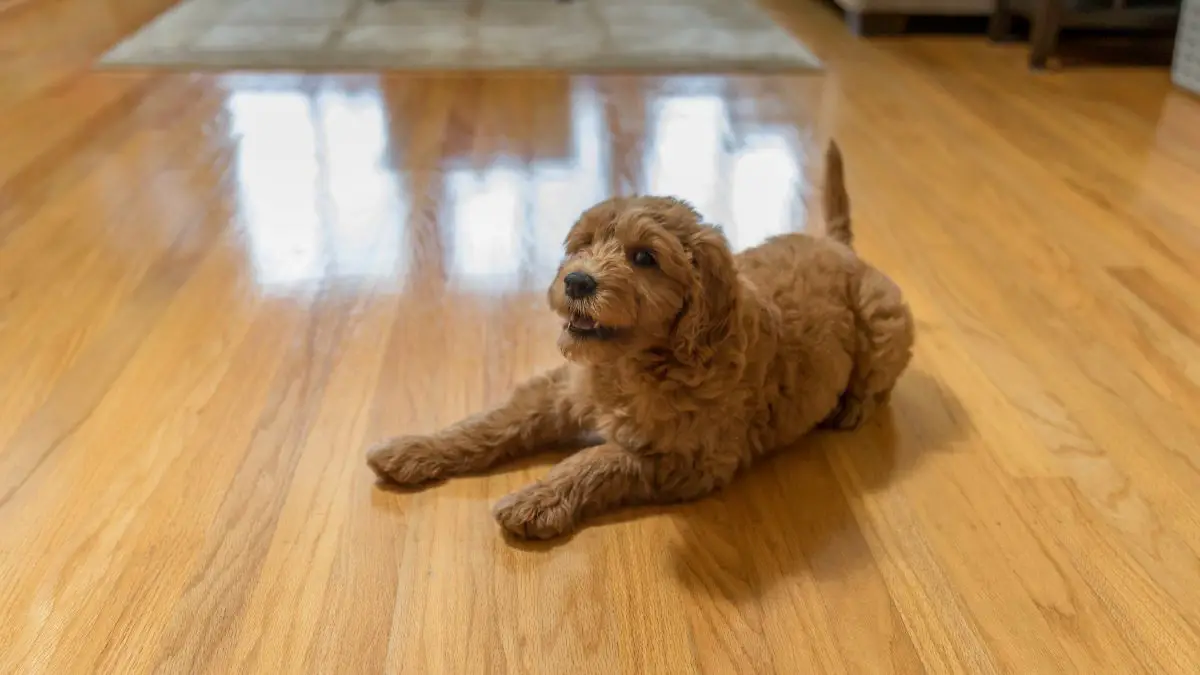 Goldendoodle puppy on hardwood floor