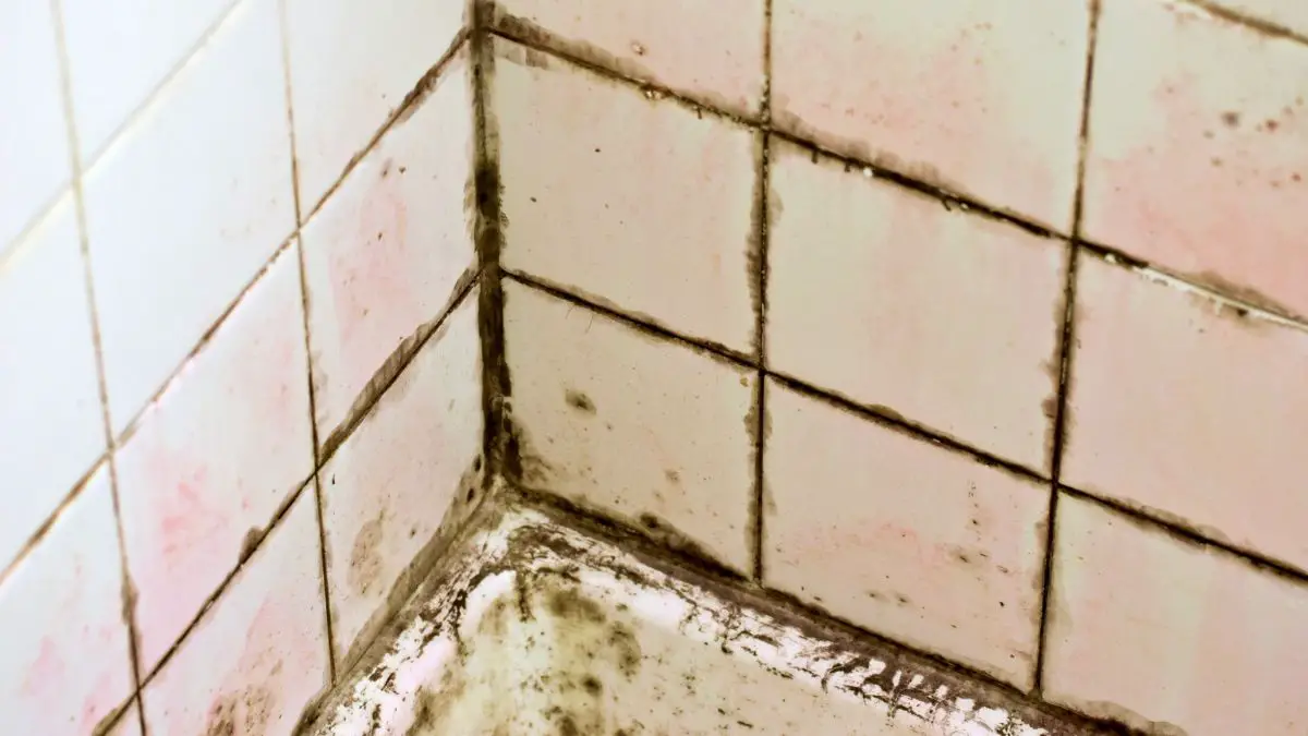 pink mold in bathroom